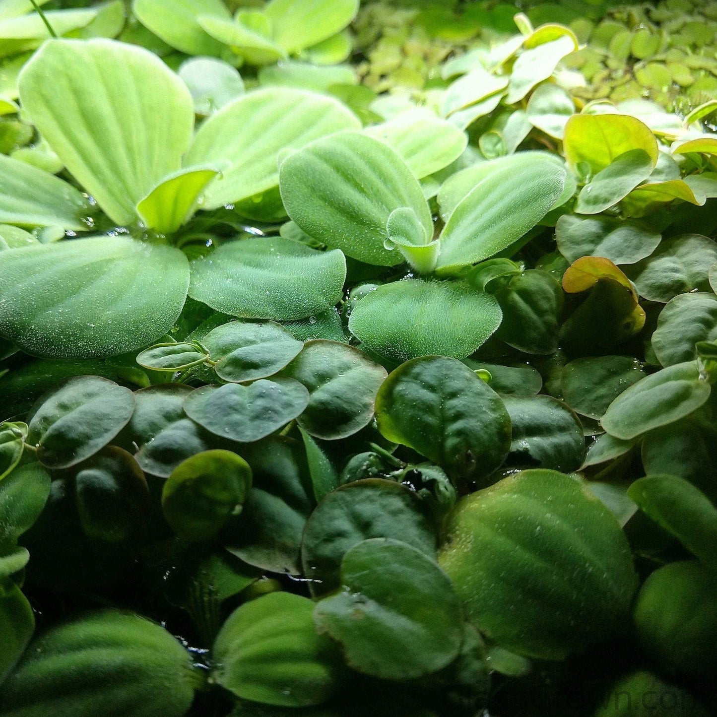 One Cup of Mixed Floaters