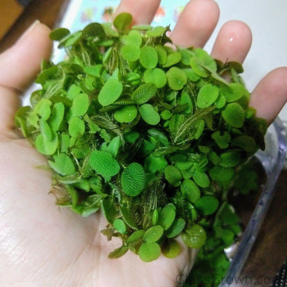 One Cup of Mixed Floaters