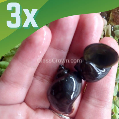Onyx Mystery Snail