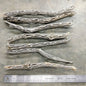 Organic Cholla Wood Logs