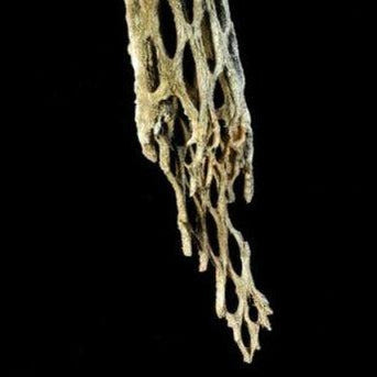 Organic Cholla Wood Logs