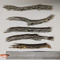 Organic Cholla Wood Logs
