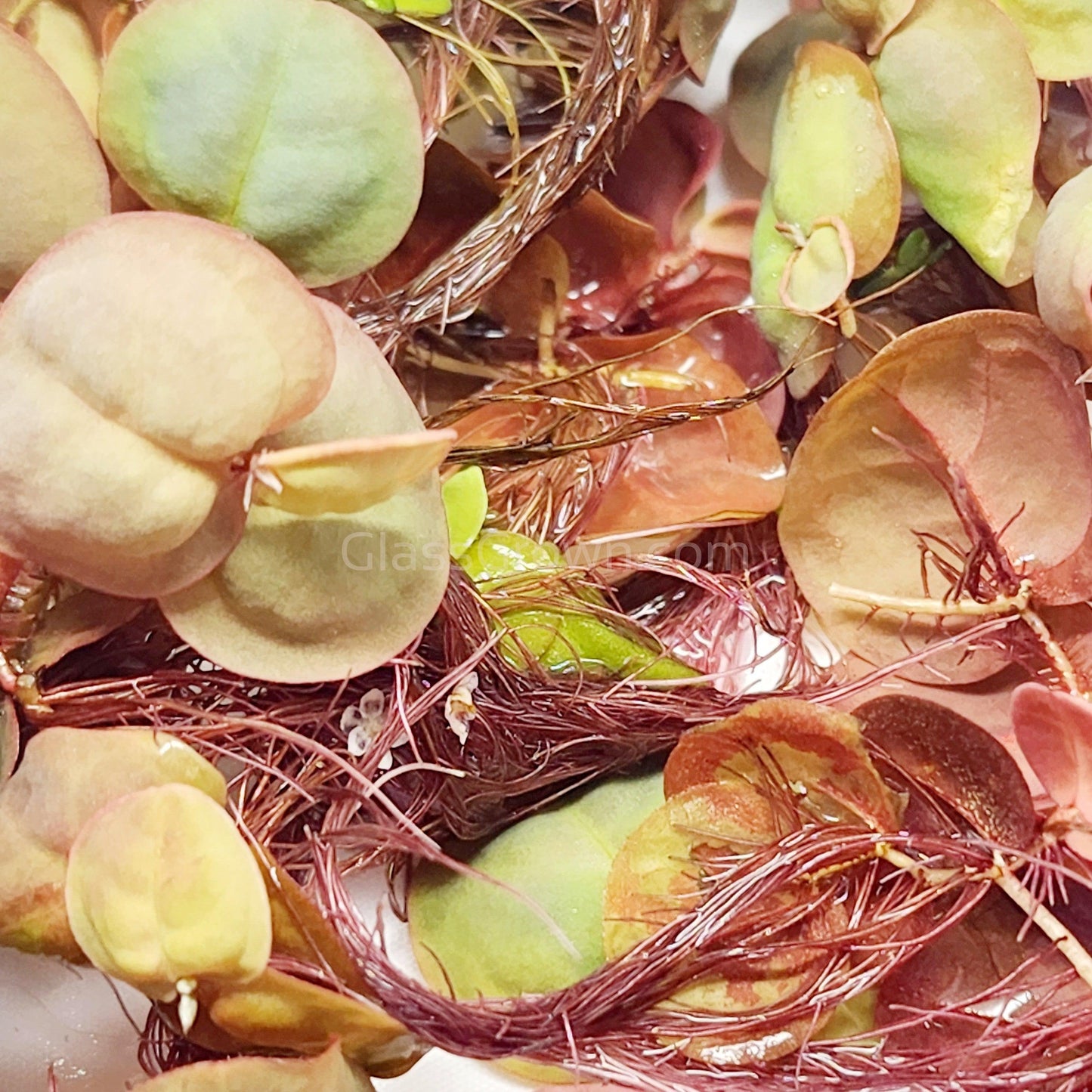 Red Root Floaters 4 oz portion