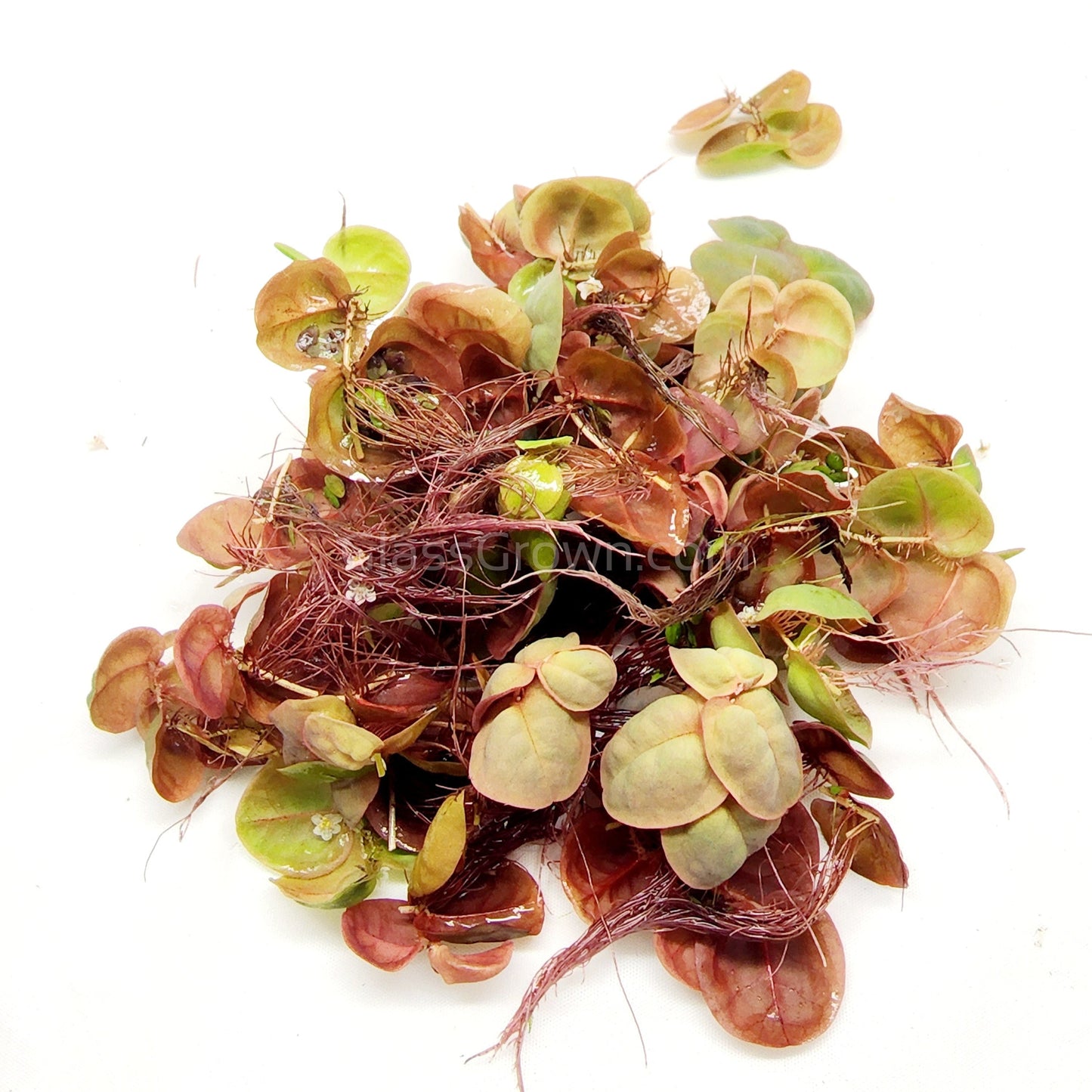 Red Root Floaters 4 oz portion
