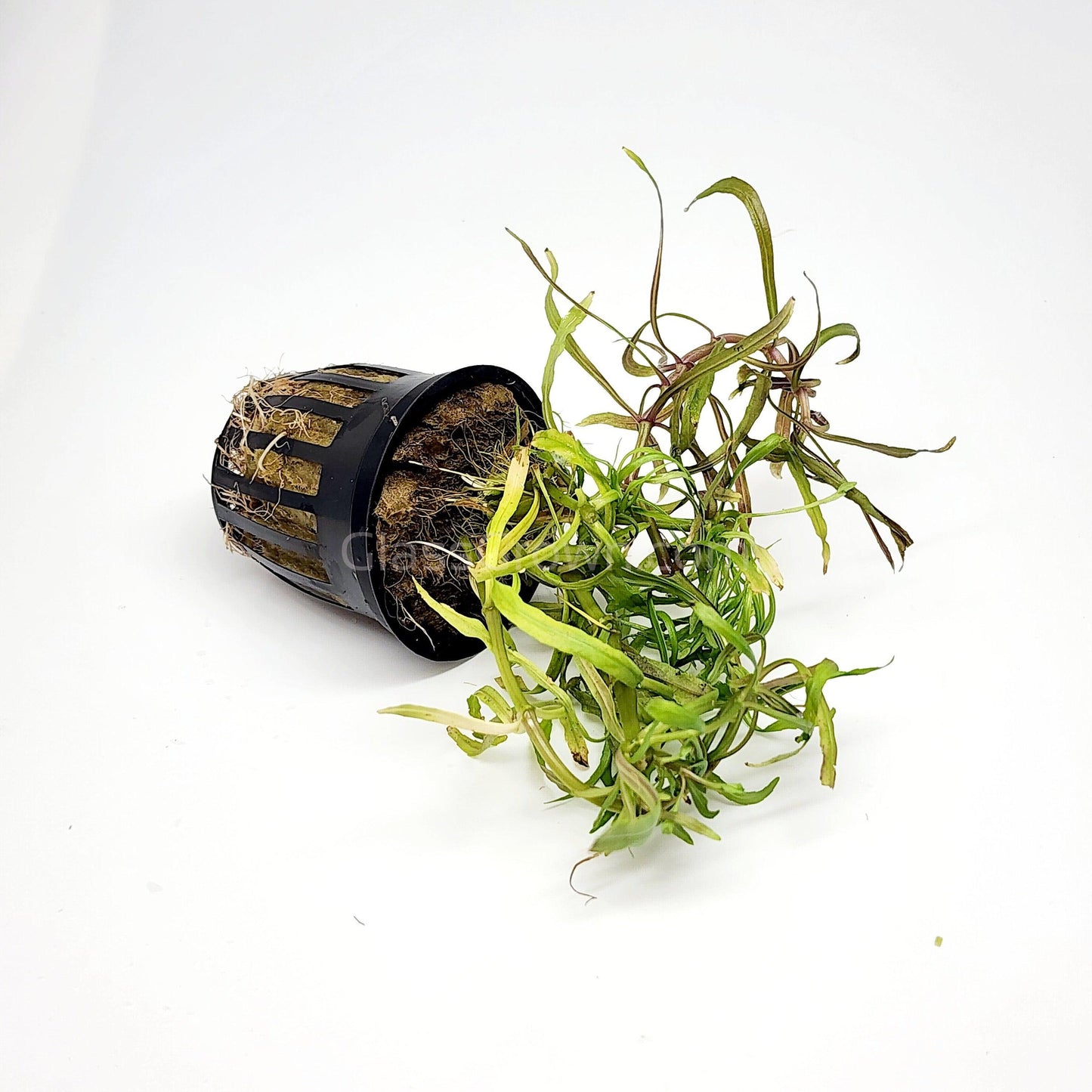 Pogostemon Stellatus 'Octopus'