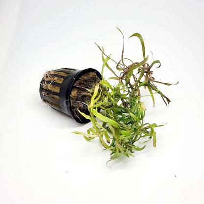 Pogostemon Stellatus 'Octopus'