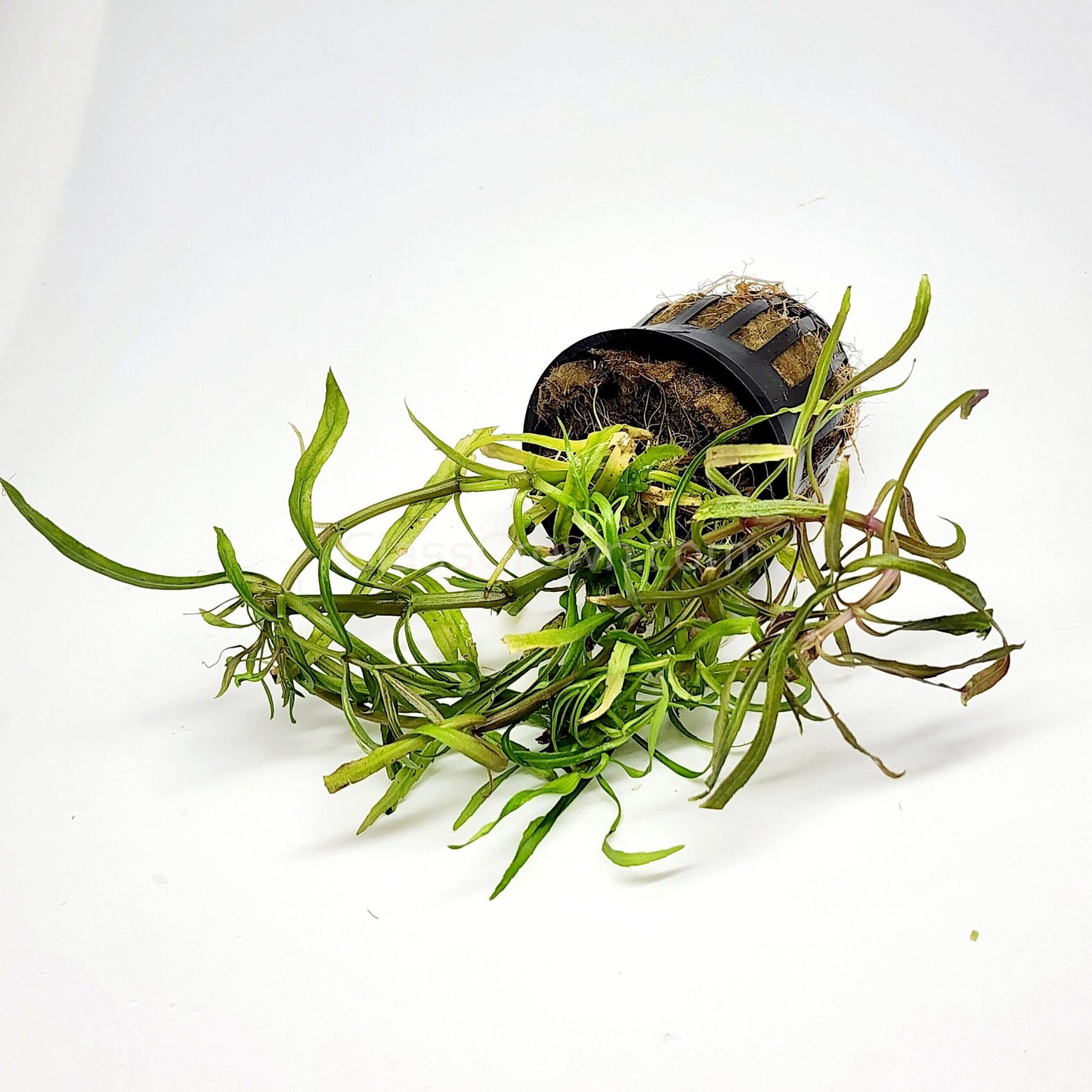 Pogostemon Stellatus 'Octopus'