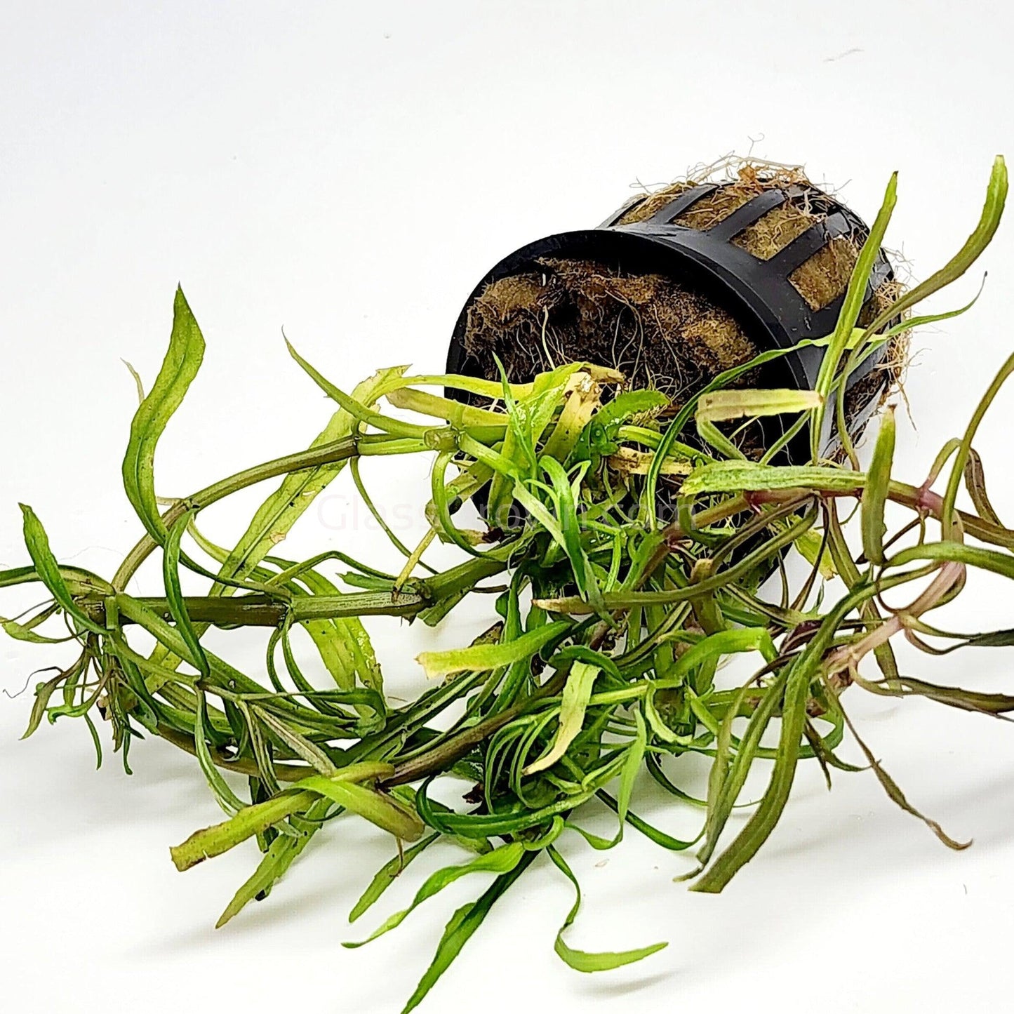Pogostemon Stellatus 'Octopus'