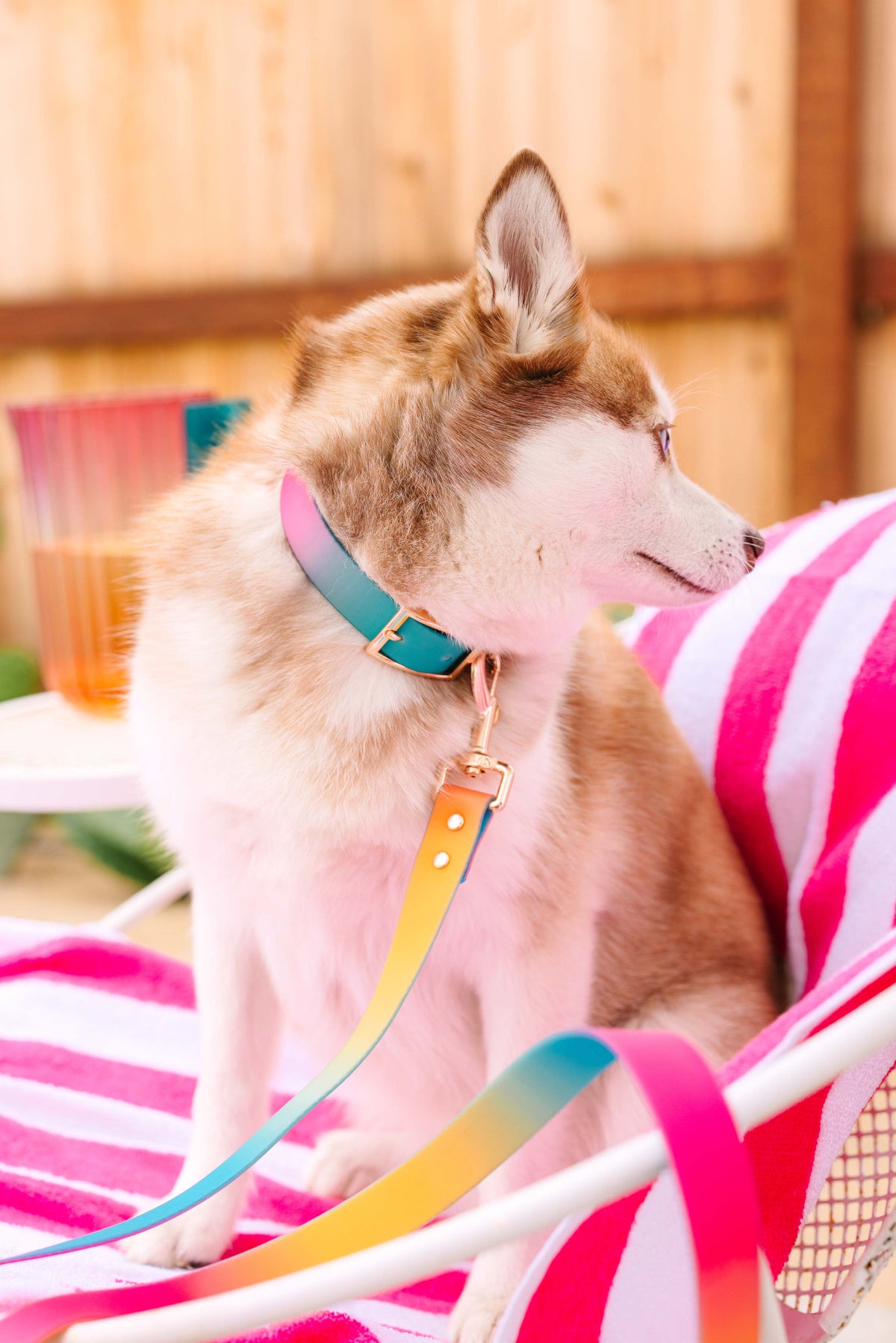 Pippa Dog Collar