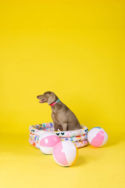 Pippa Dog Collar