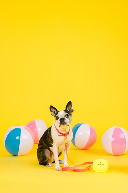 Katelin Dog Collar