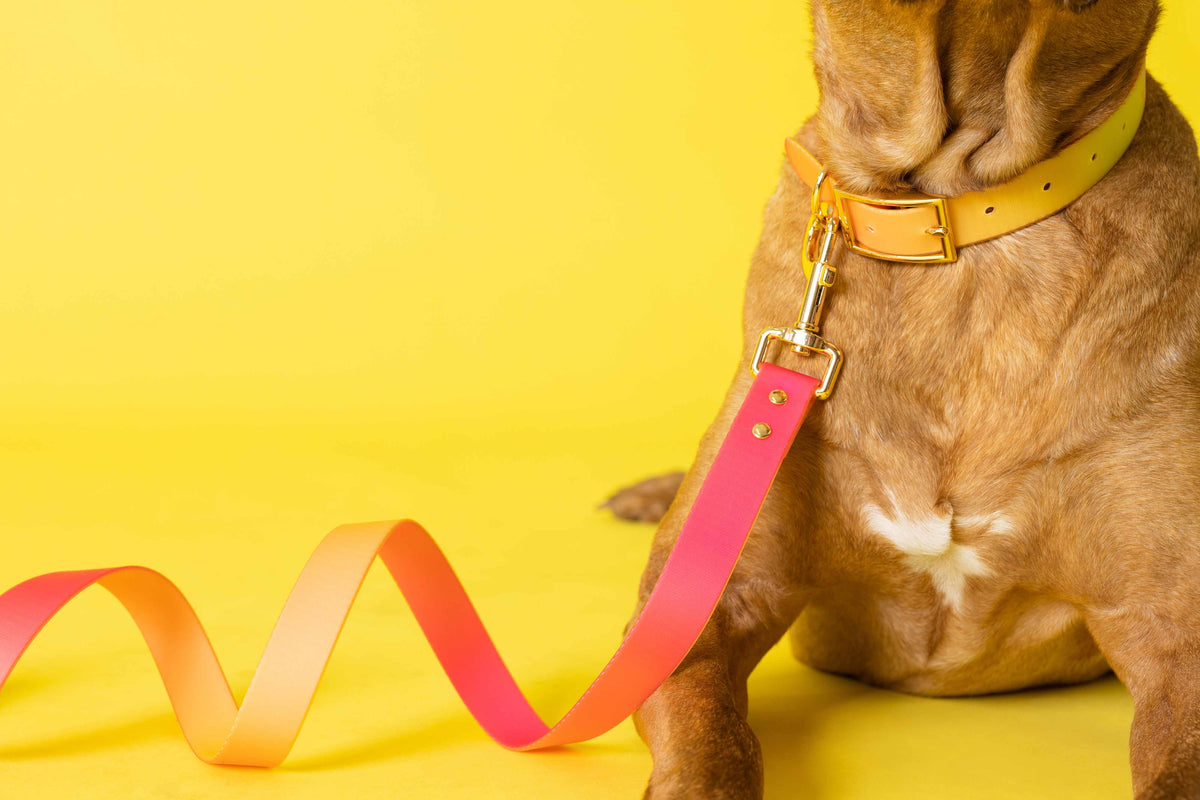Katelin All Weather Dog Leash