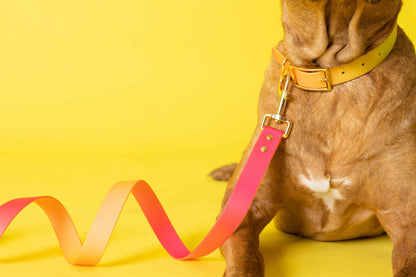 Katelin All Weather Dog Leash