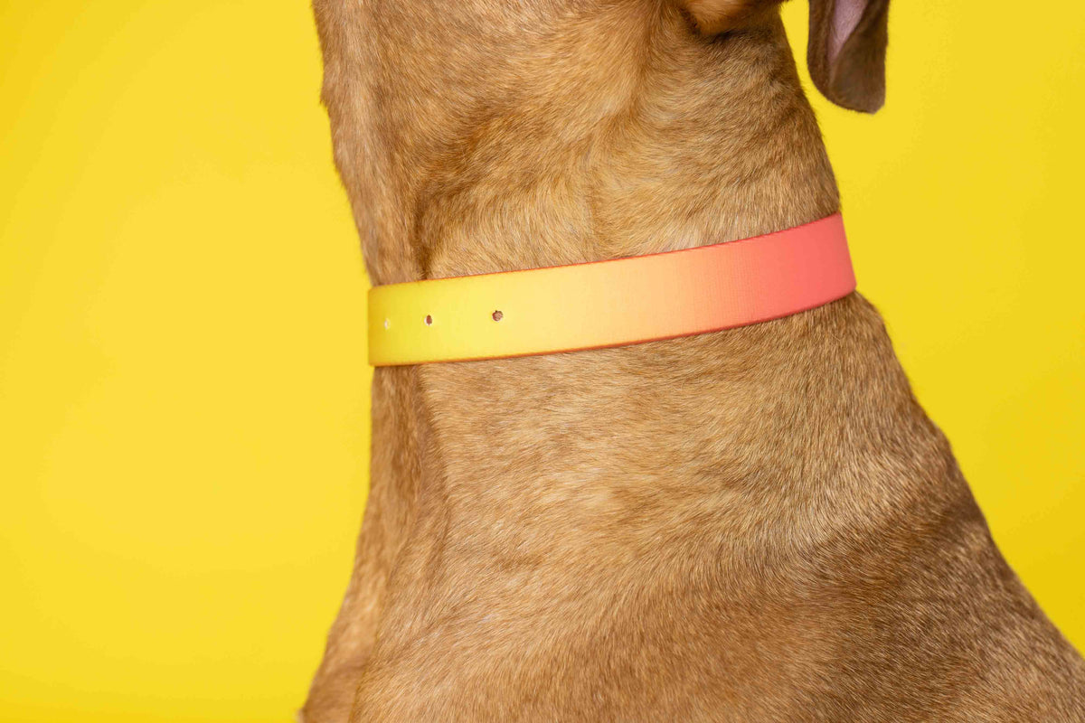 Katelin Dog Collar