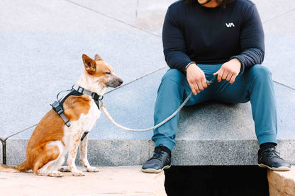 Rowan Dog Harness