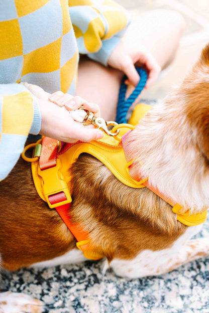 Kenna Dog Harness