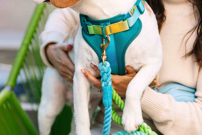 Joey Dog Harness