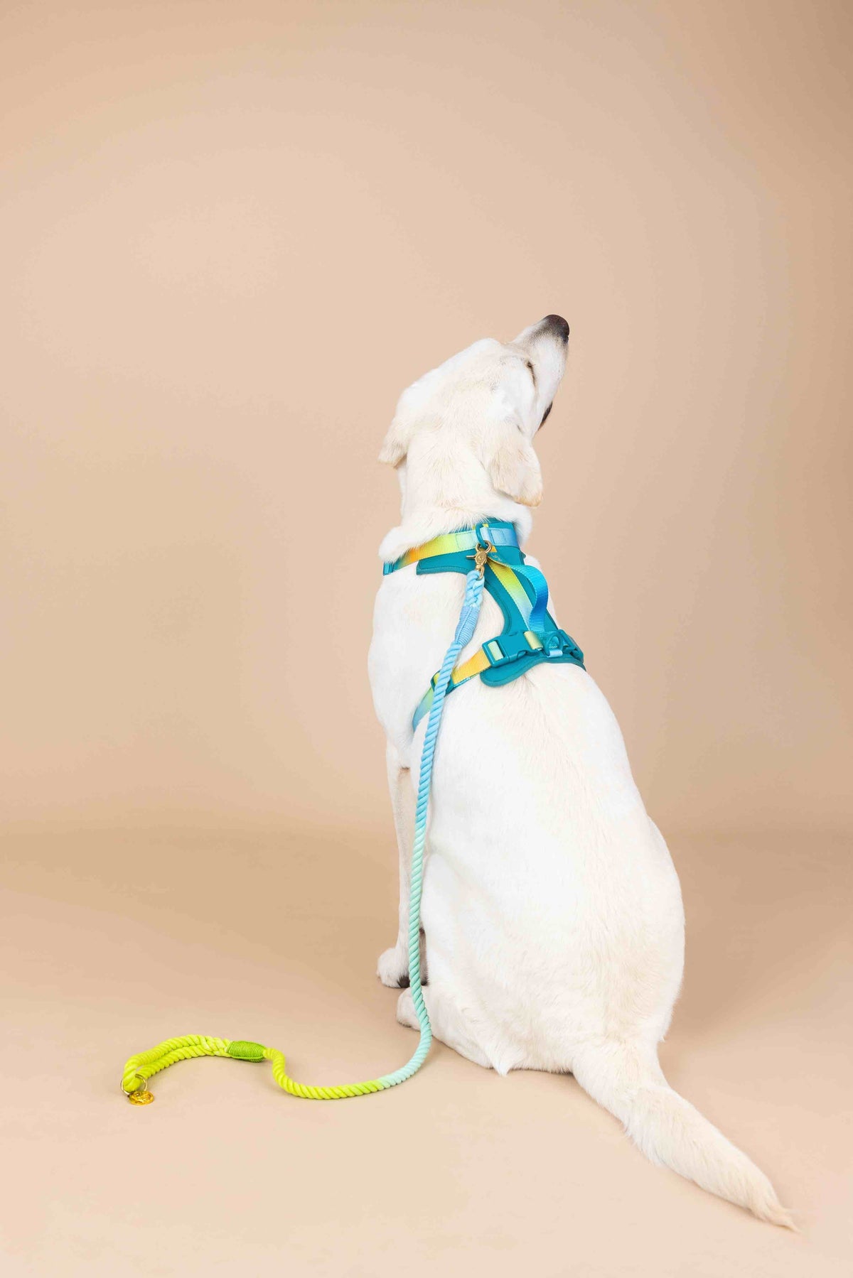 Joey Dog Harness