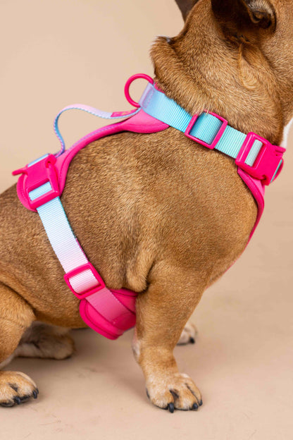 Stasia Dog Harness