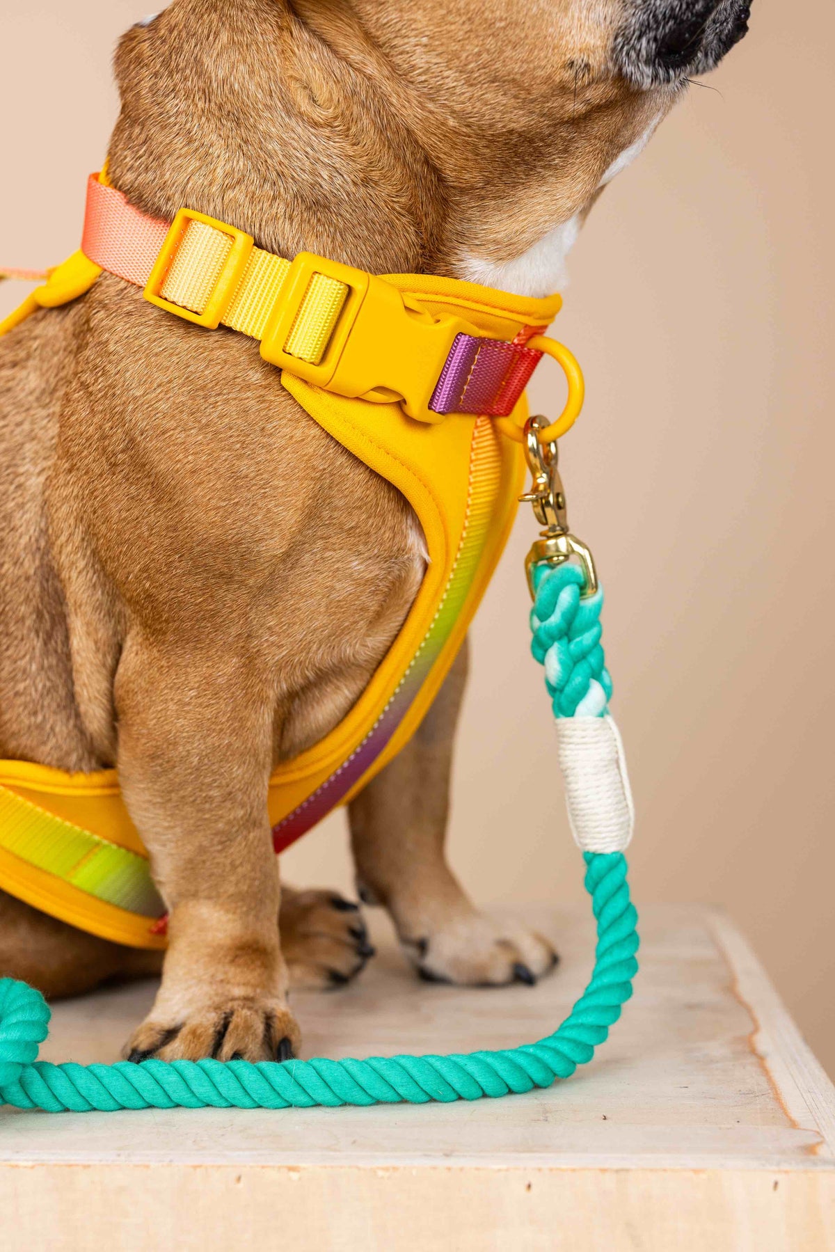Kenna Dog Harness