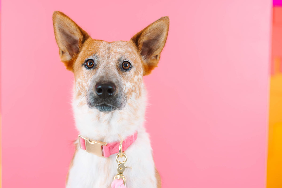 Ella Dog Collar