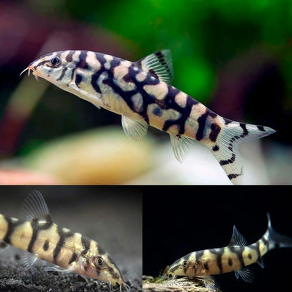 Pakistani Loach Yoyo Loach (Botia almorhae)