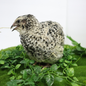 Pearl Pansy Quail Hatching Eggs