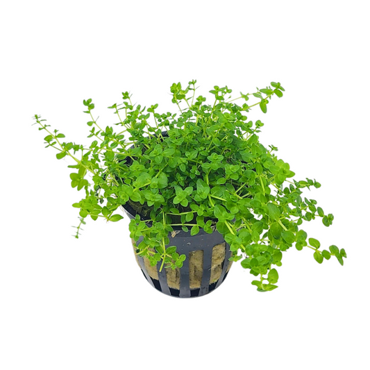 Pearlweed | Micranthemum Micranthemoides