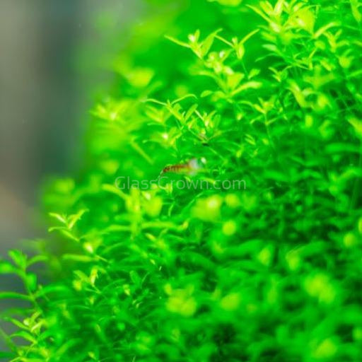 Pearlweed Portion