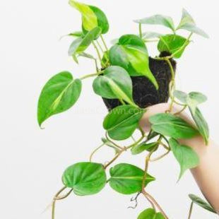 Philodendron 'Brasil'