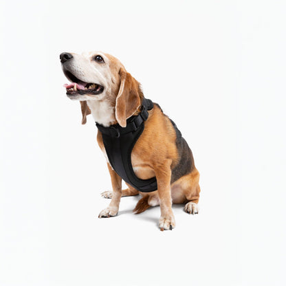 Harness