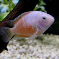 Pink Convict Cichlid