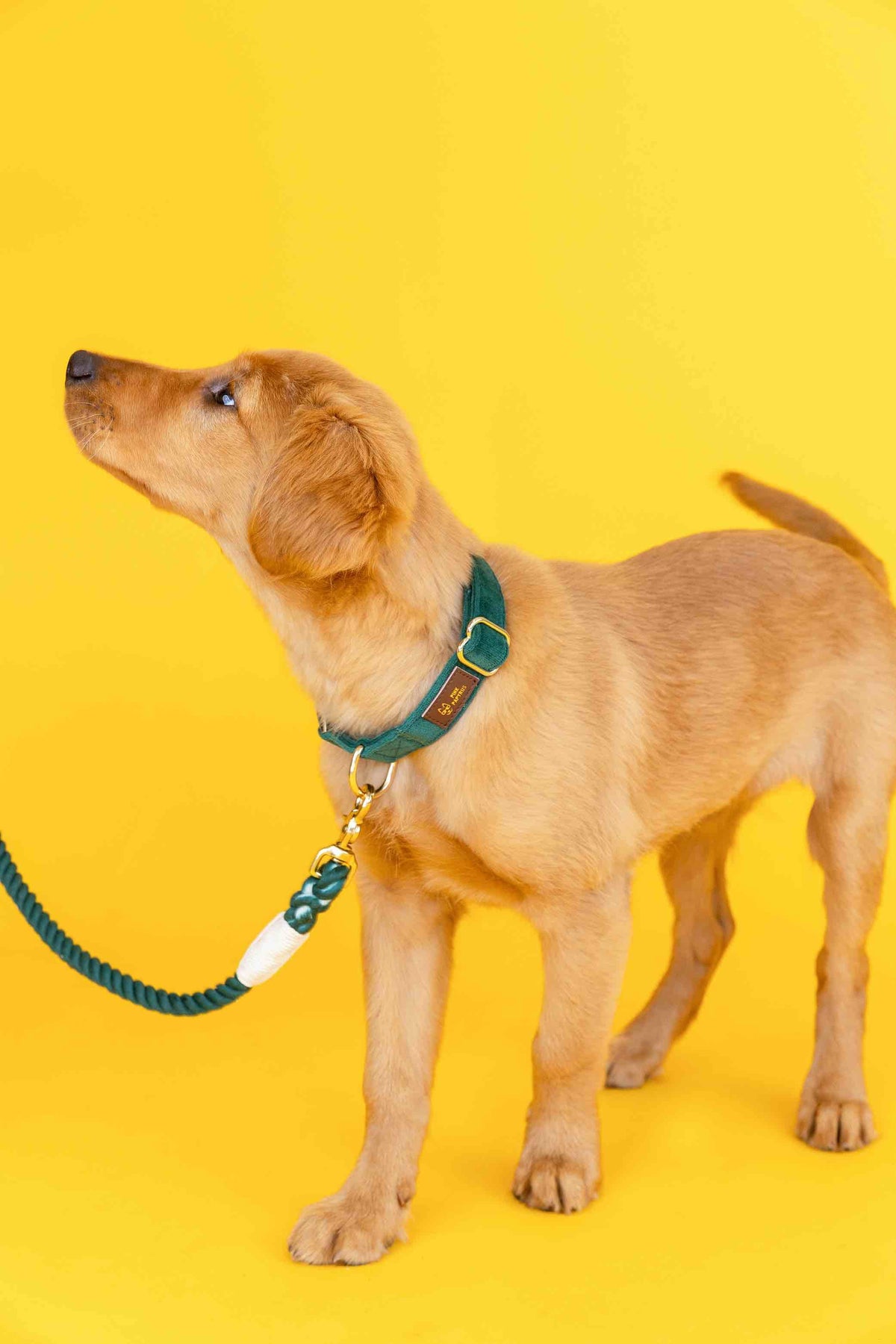 Rue Dog Collar