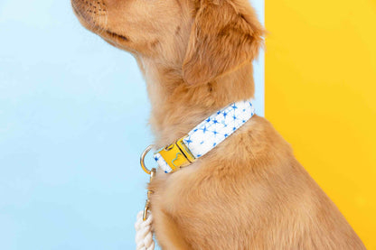 Drew Dog Collar