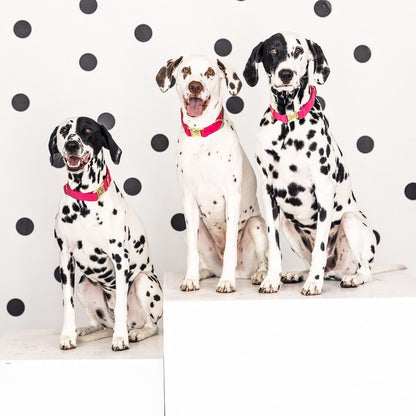 Antoinette Dog Collar