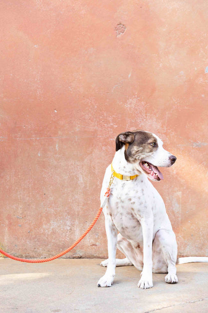 Cora Rope Dog Leash