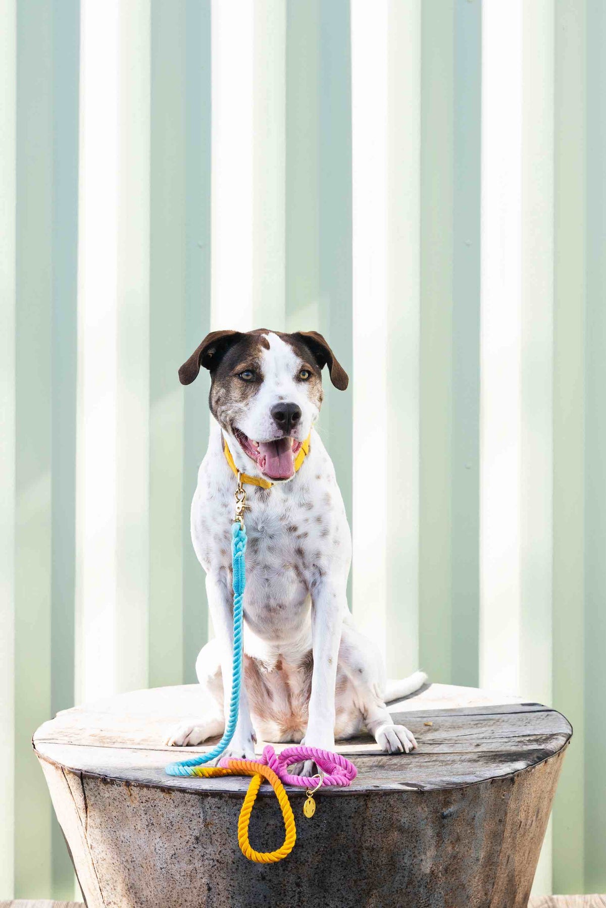 Marley Rope Dog Leash
