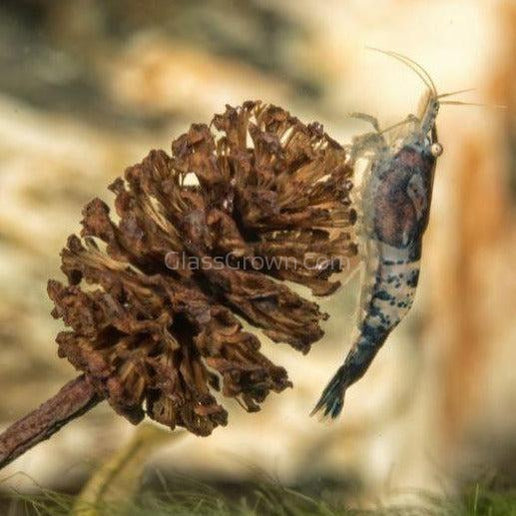 Pollen Shrimp Enrichment Pack