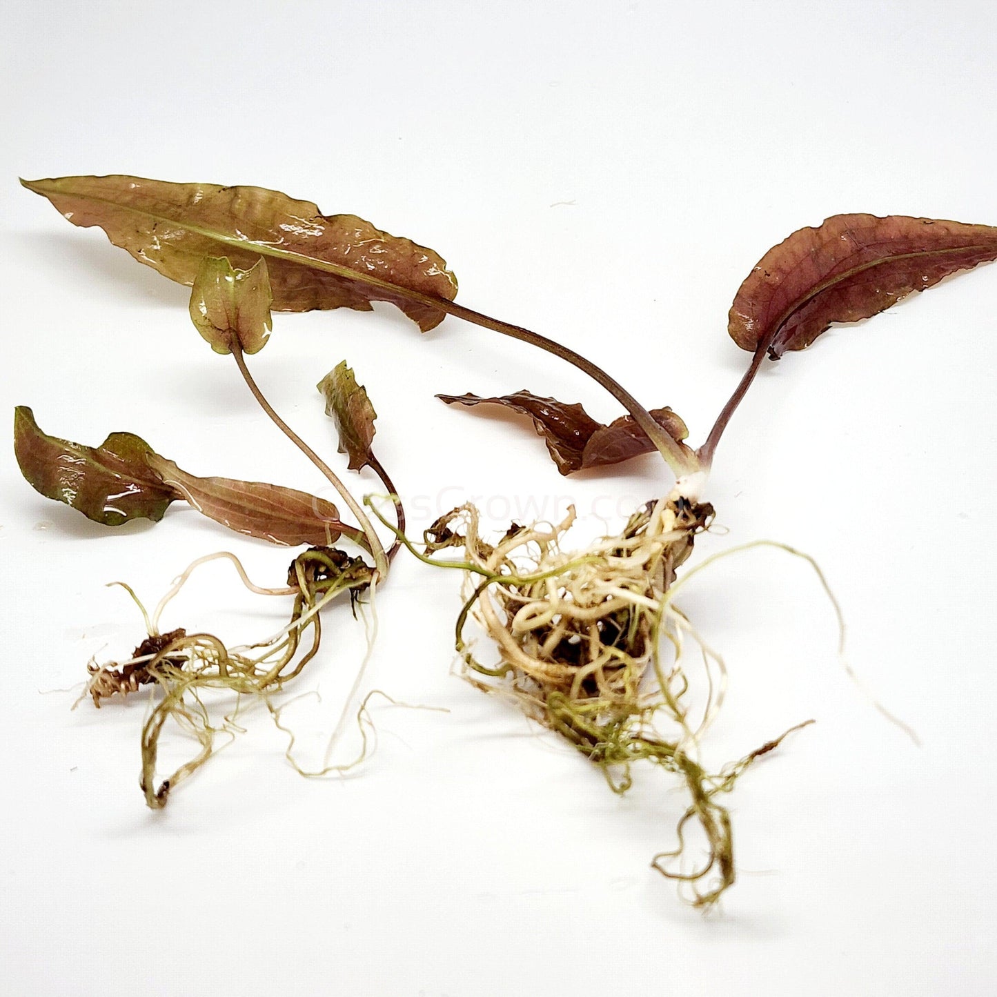 Cryptocoryne ' Mi Oya'