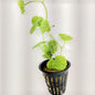 Brazilian Pennywort