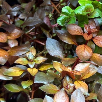 Ludwigia Natans Super Red Mini