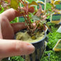 Ludwigia Natans Super Red Mini