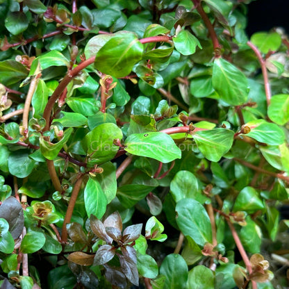 Potted Rotala Red