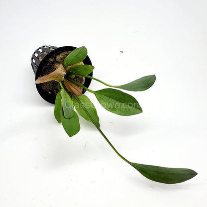 Potted Red Speckled Ozelot Sword