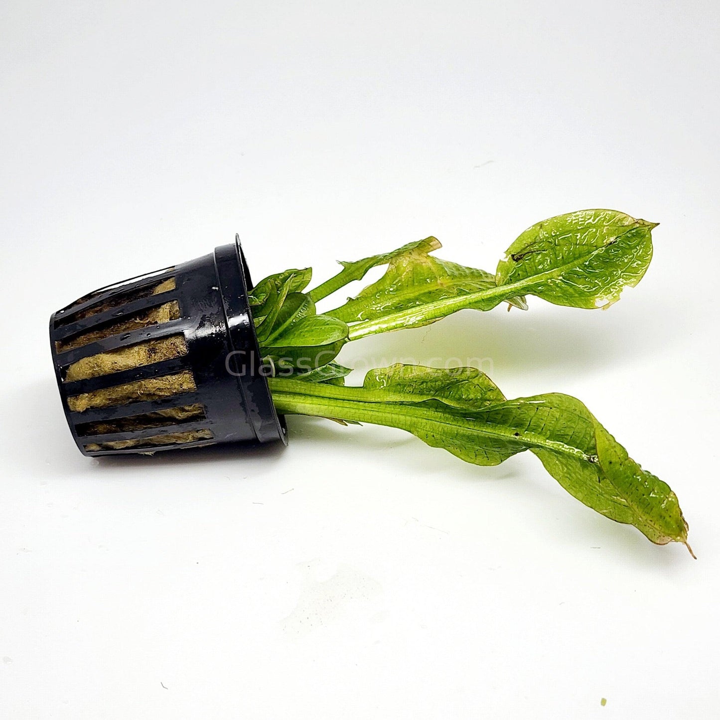 Potted Rosette Sword