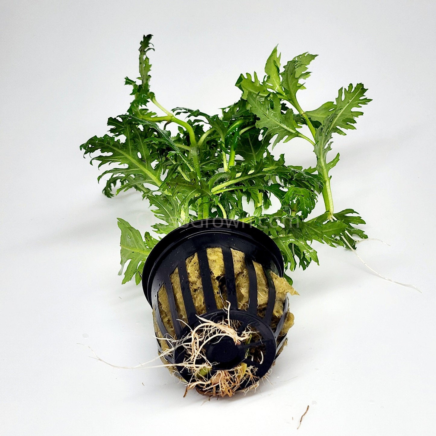 Water Wisteria (Hygrophila Difformis)