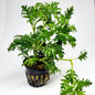 Water Wisteria (Hygrophila Difformis)