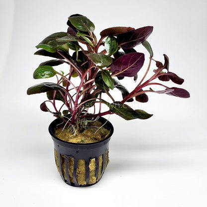 Potted Cardinal Plant