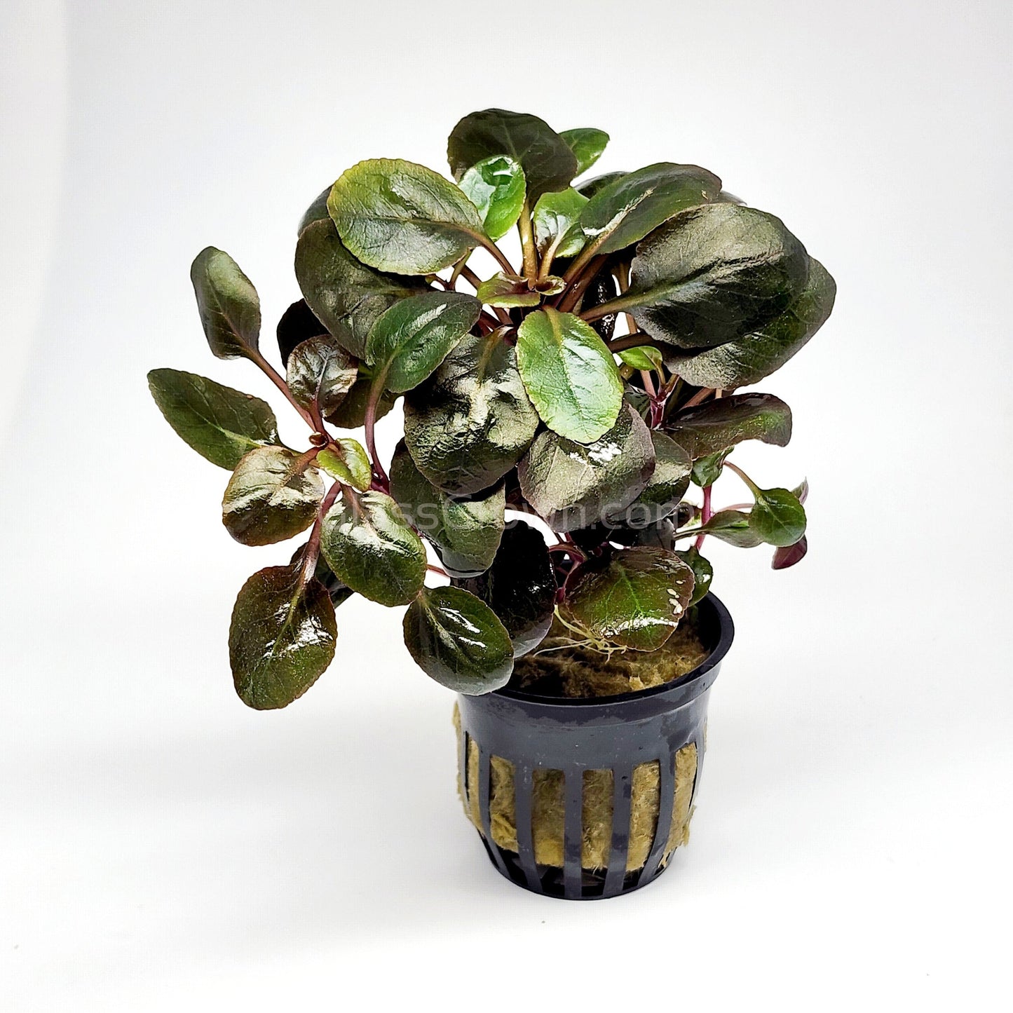 Potted Cardinal Plant