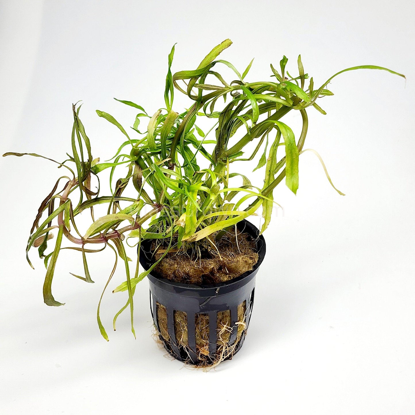 Pogostemon Stellatus 'Octopus'